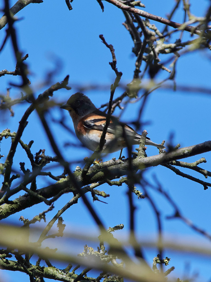 Brambling2103171