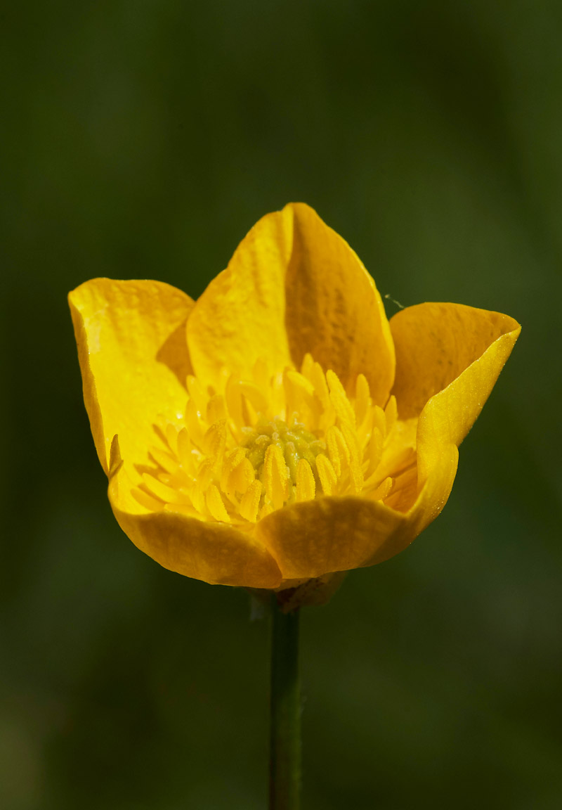 BulbousButtercup2504171