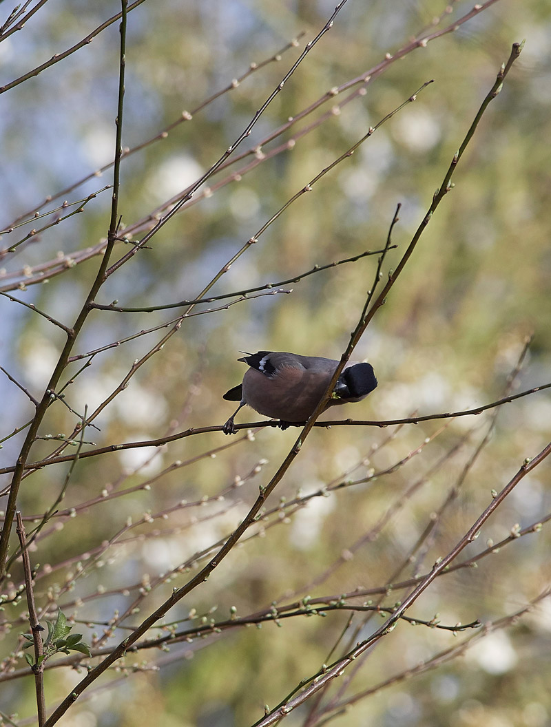 Bullfinch2802171