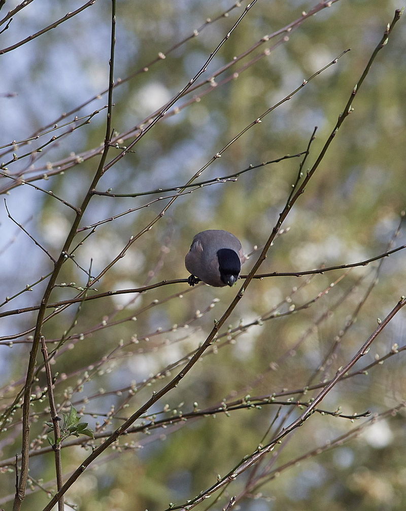 Bullfinch2802172