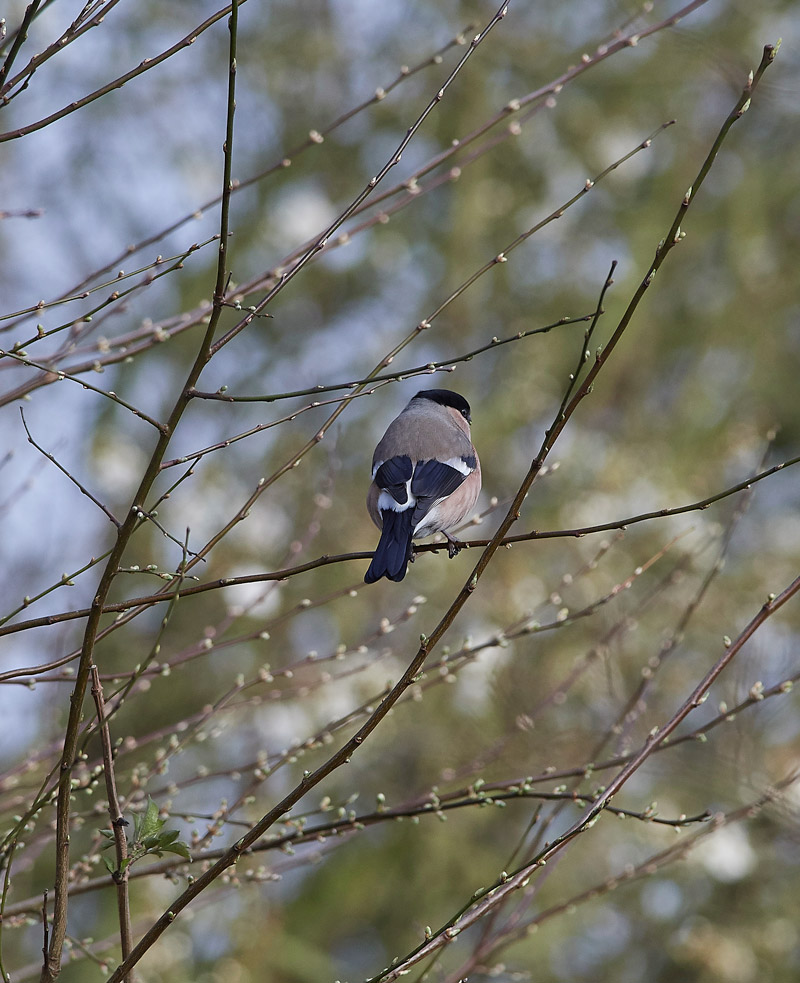 Bullfinch2802173