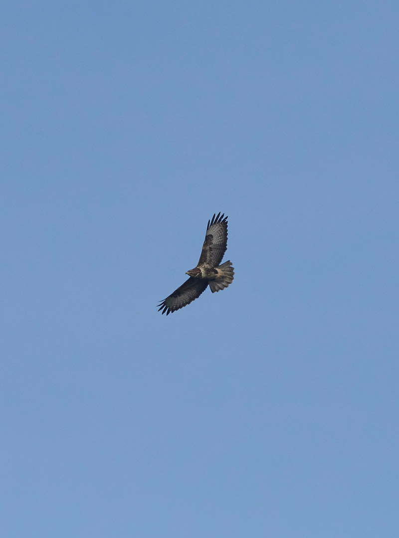 Buzzard2601171