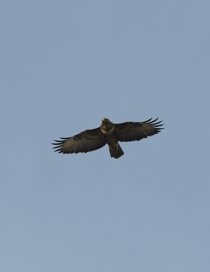 Buzzard2601172