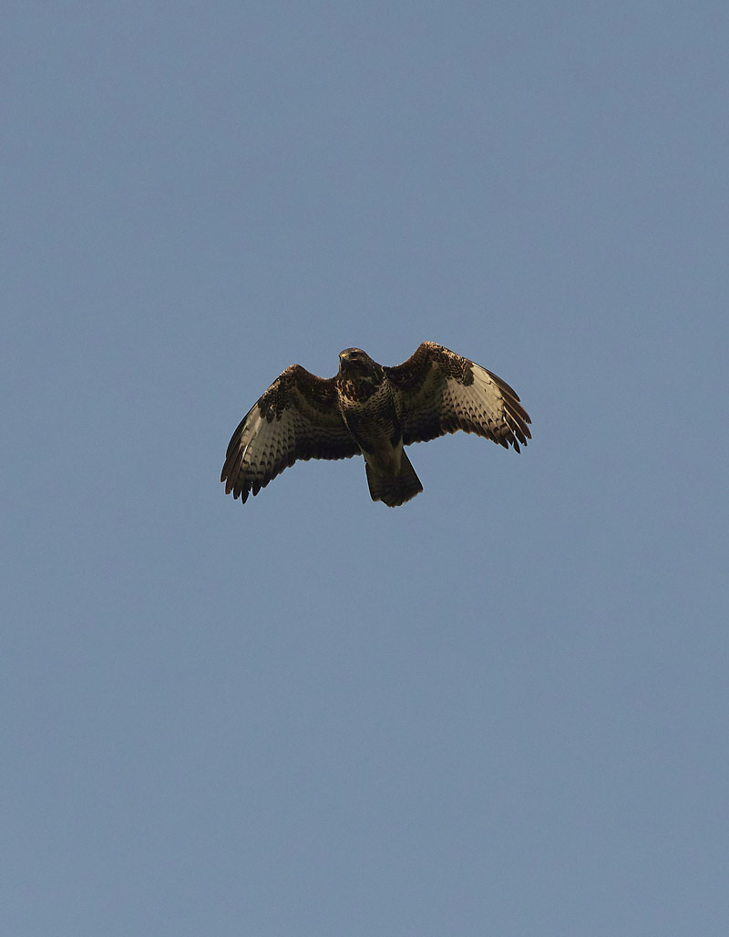 Buzzard2601173