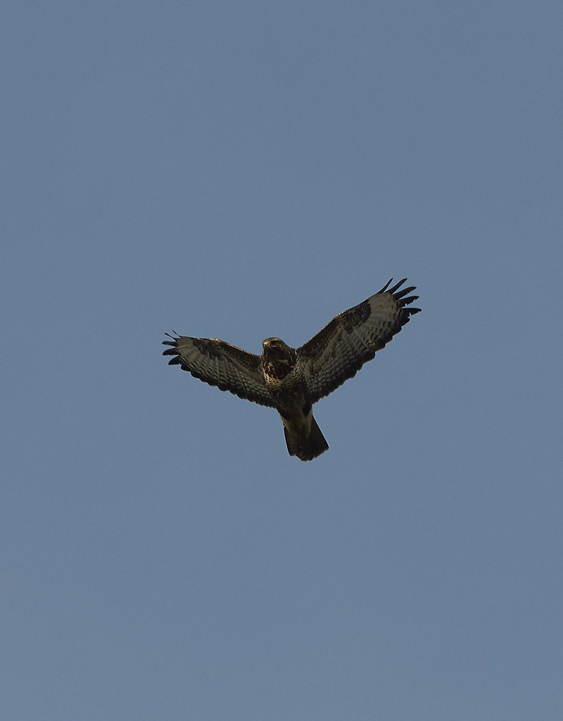 Buzzard2601174