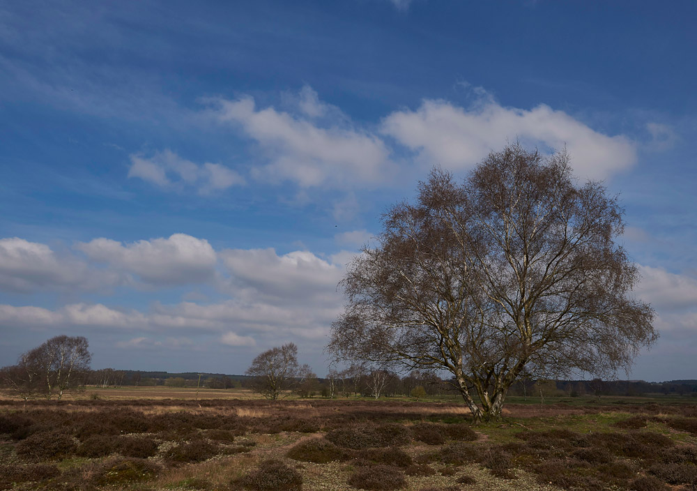 CavenhamHeath2403171