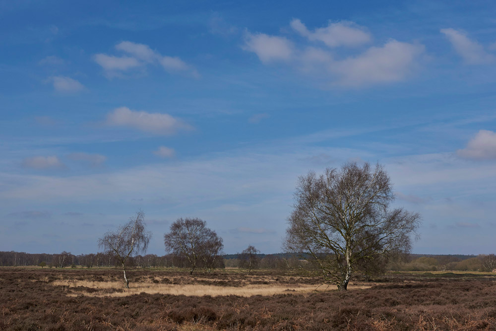 CavenhamHeath2403177