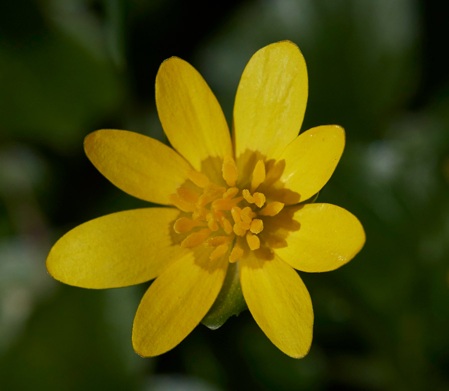 Celandine0604172