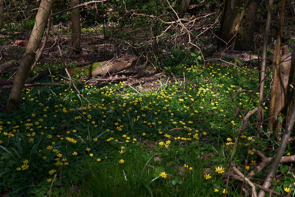 Celandine0604173