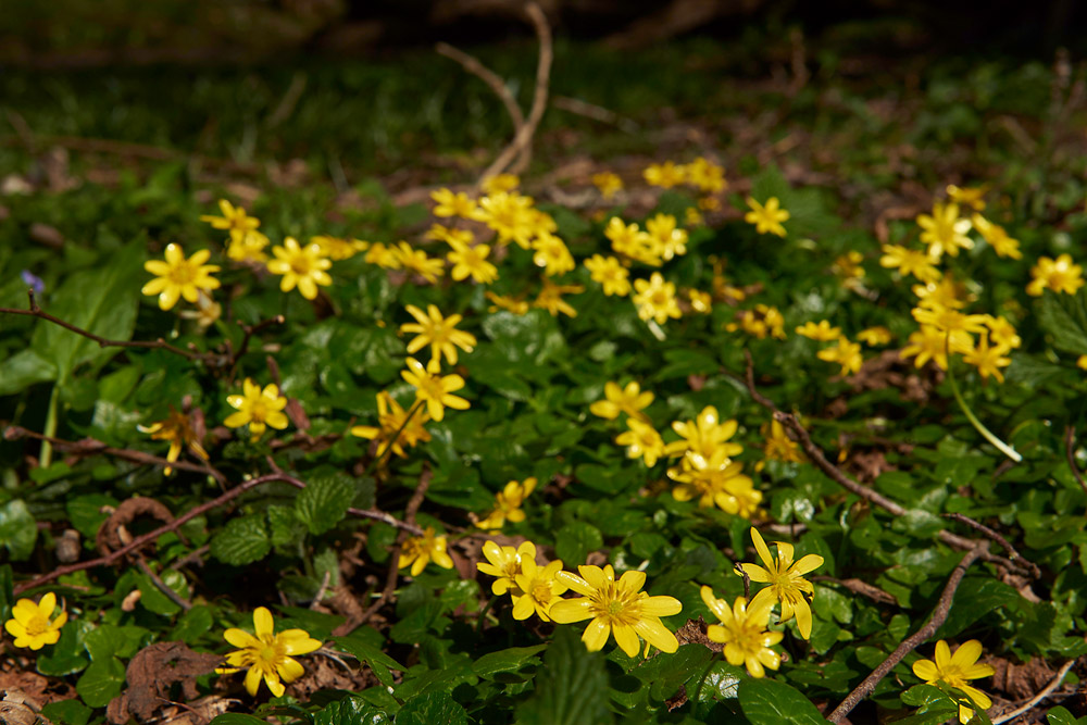 Celandine0604174