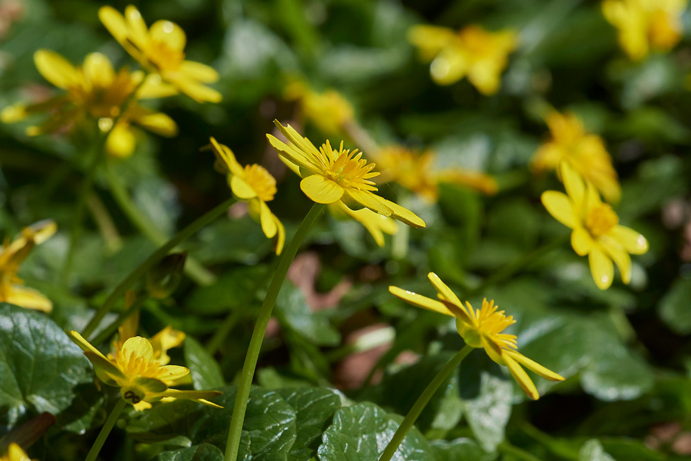 Celandine060471