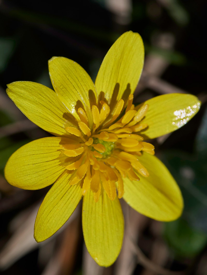 Celandine0903171