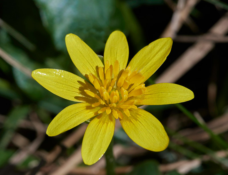 Celandine0903172