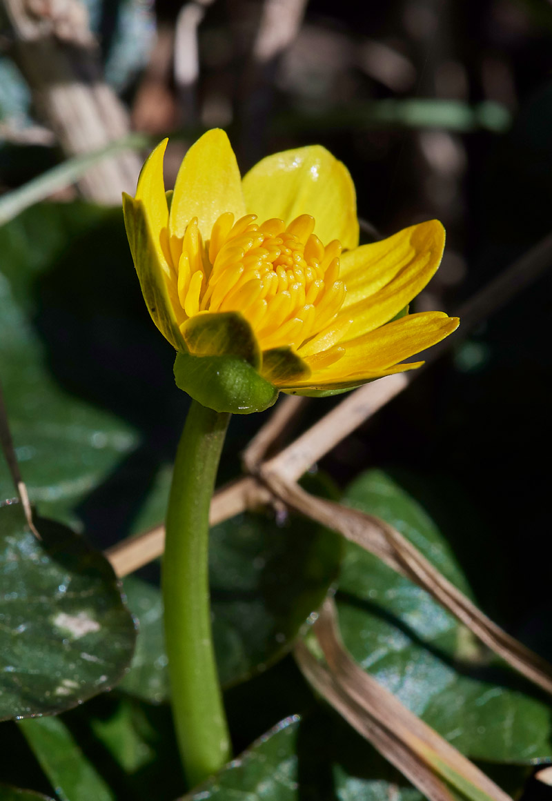 Celandine0903173