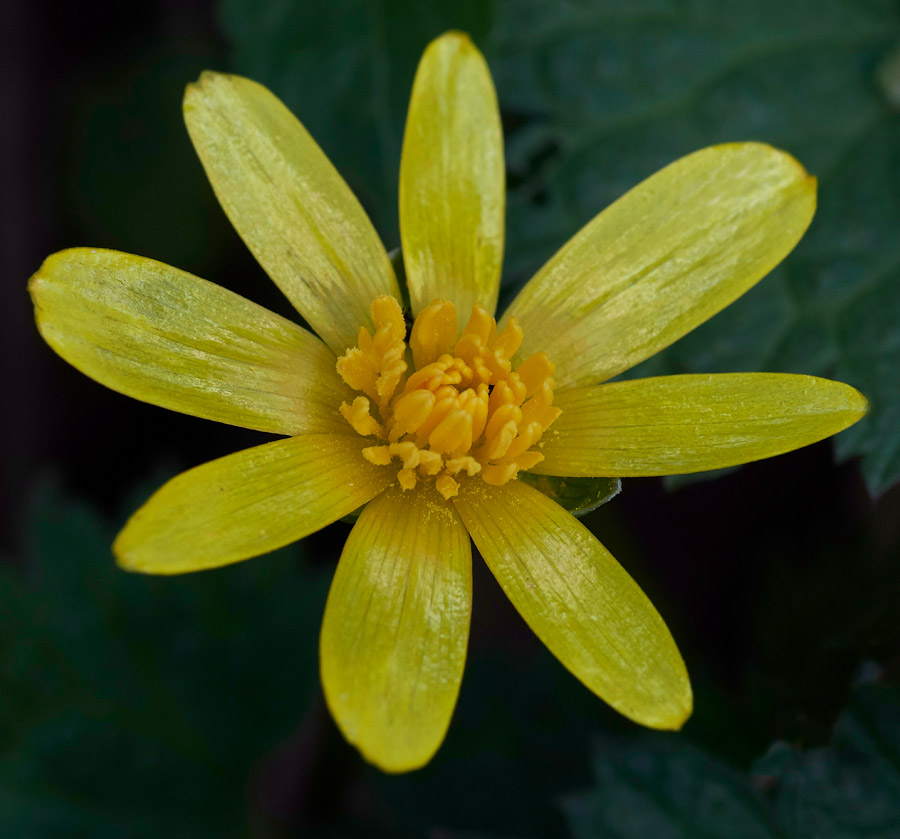 Celandine2103171