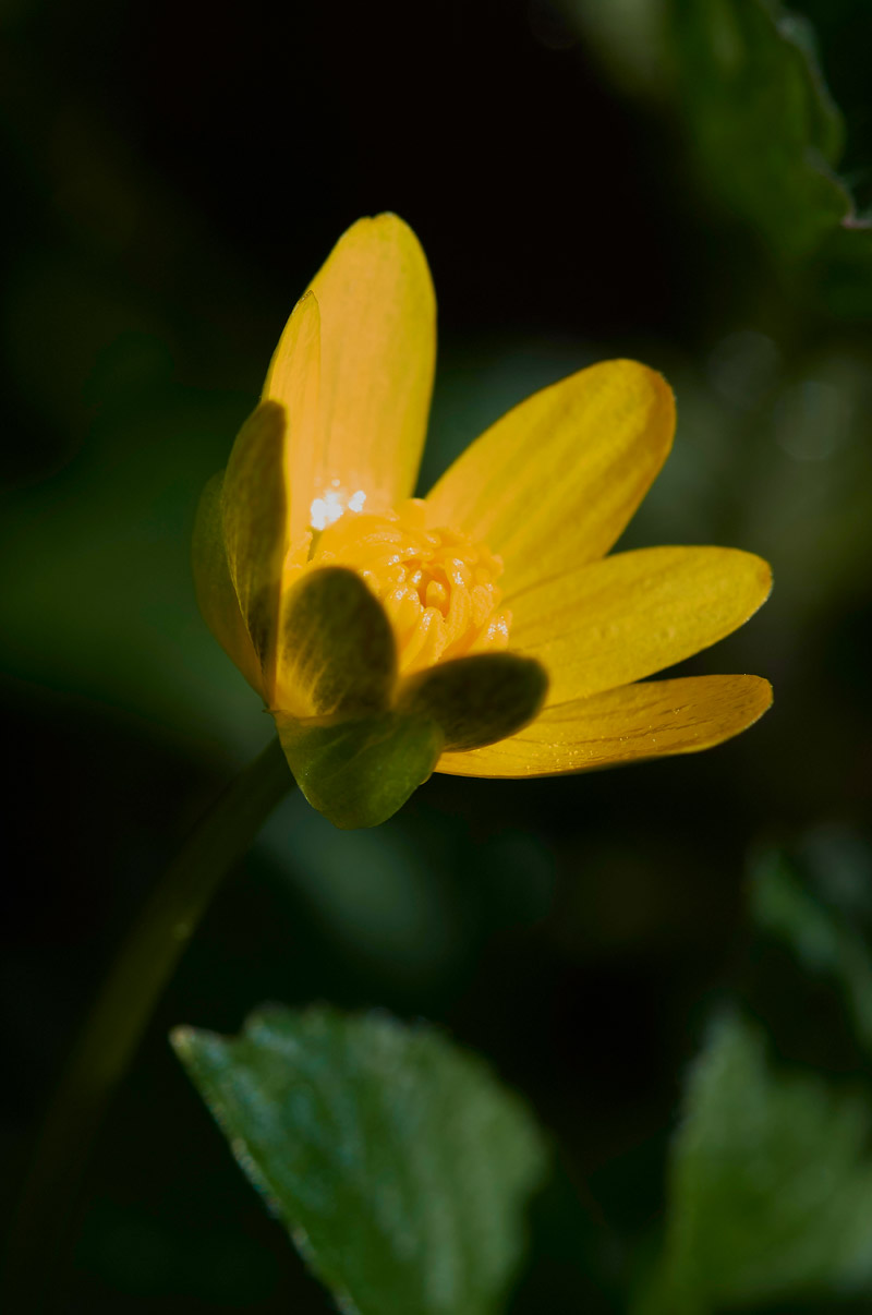 Celandine2103172