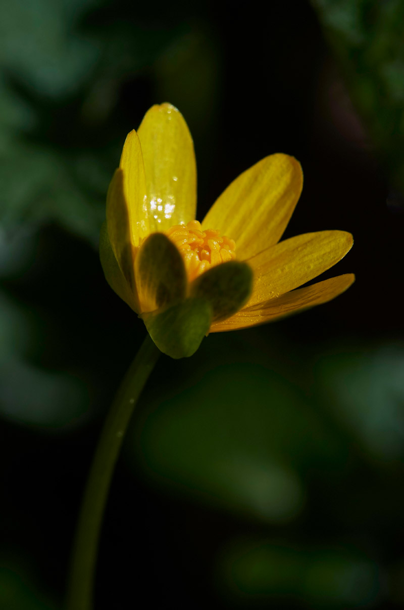 Celandine2103173