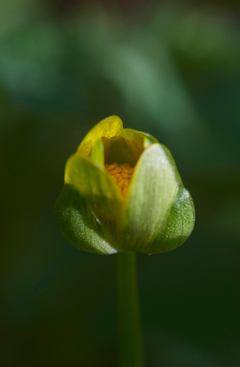 Celandine2103174