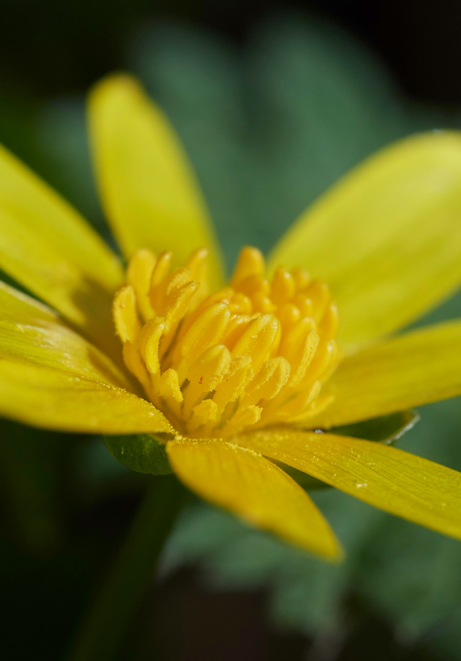 Celandine2103177