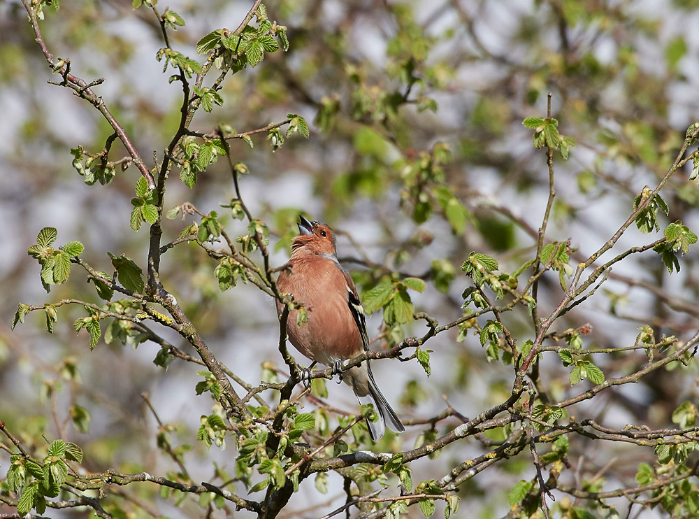 Chaffinch1304171