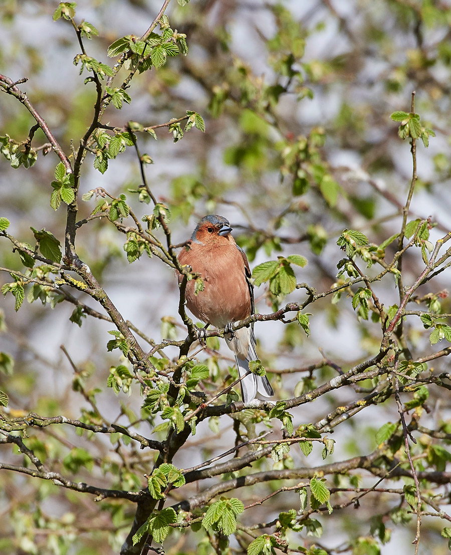 Chaffinch1304172