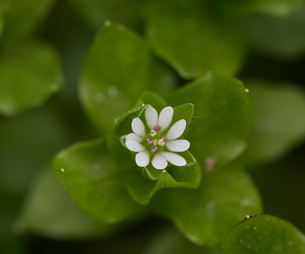 Chickweed0704171