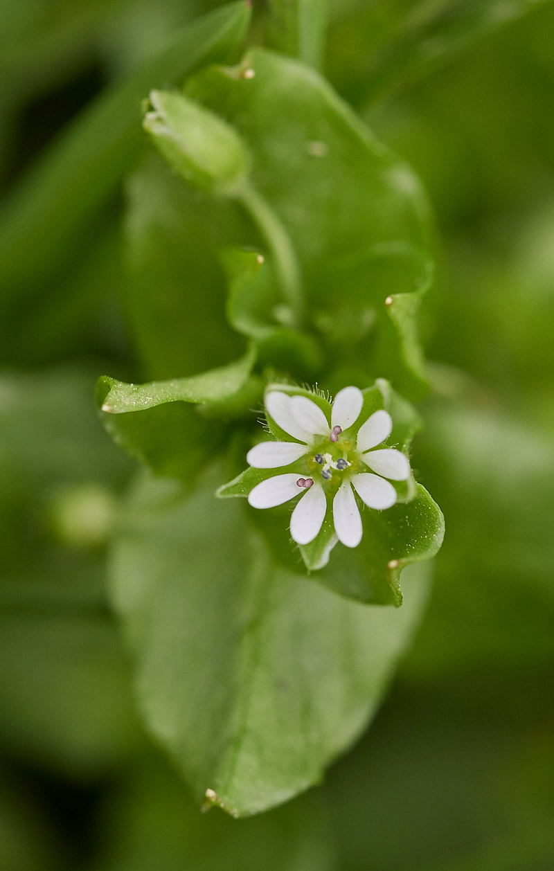 Chickweed0704172