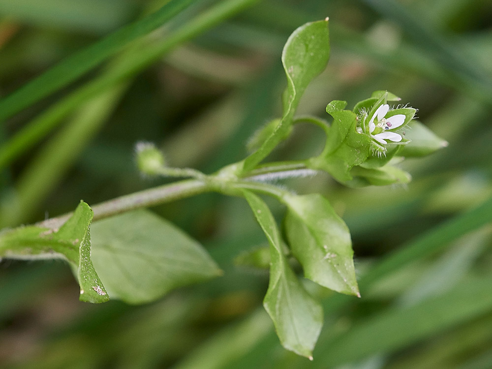 Chickweed0704173