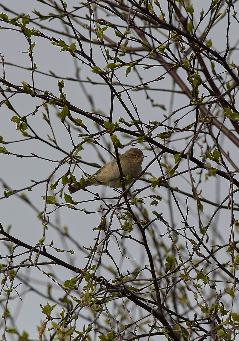 Chiffchaff0404171