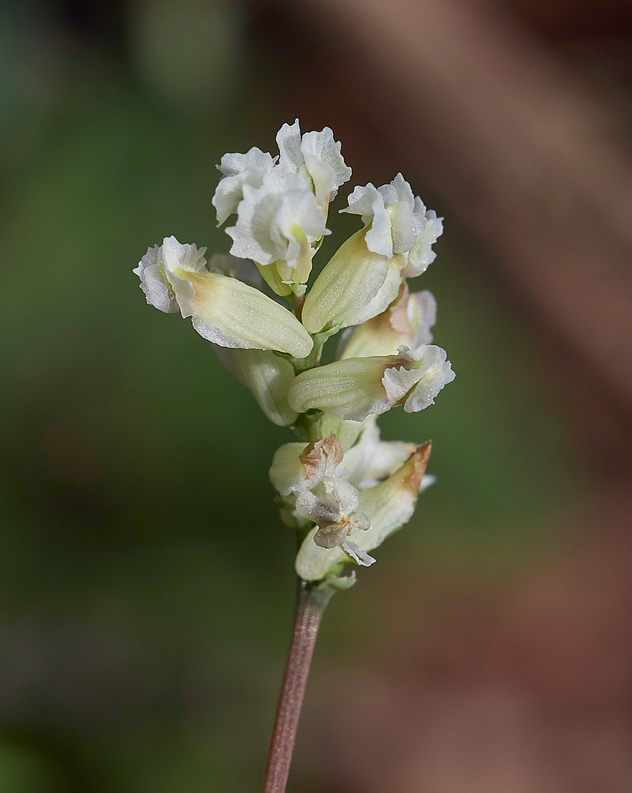 ClimbingCorydalis0904171