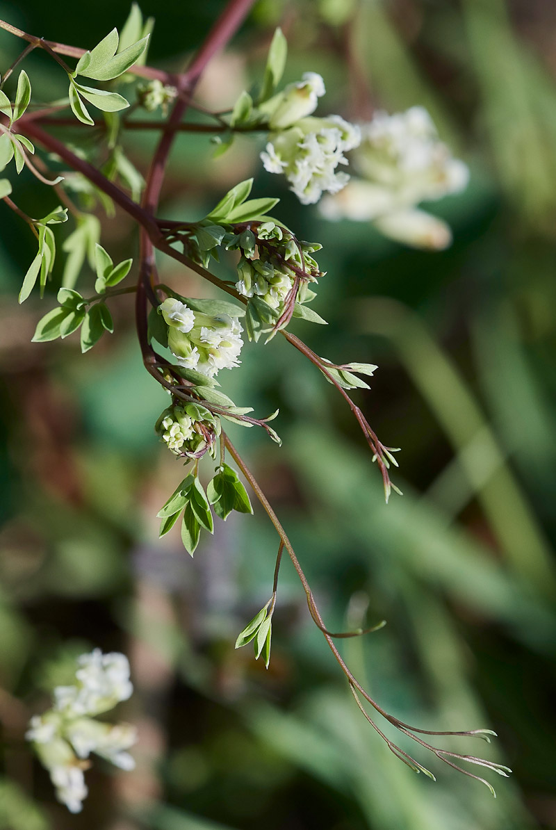 ClimbingCorydalis0904172