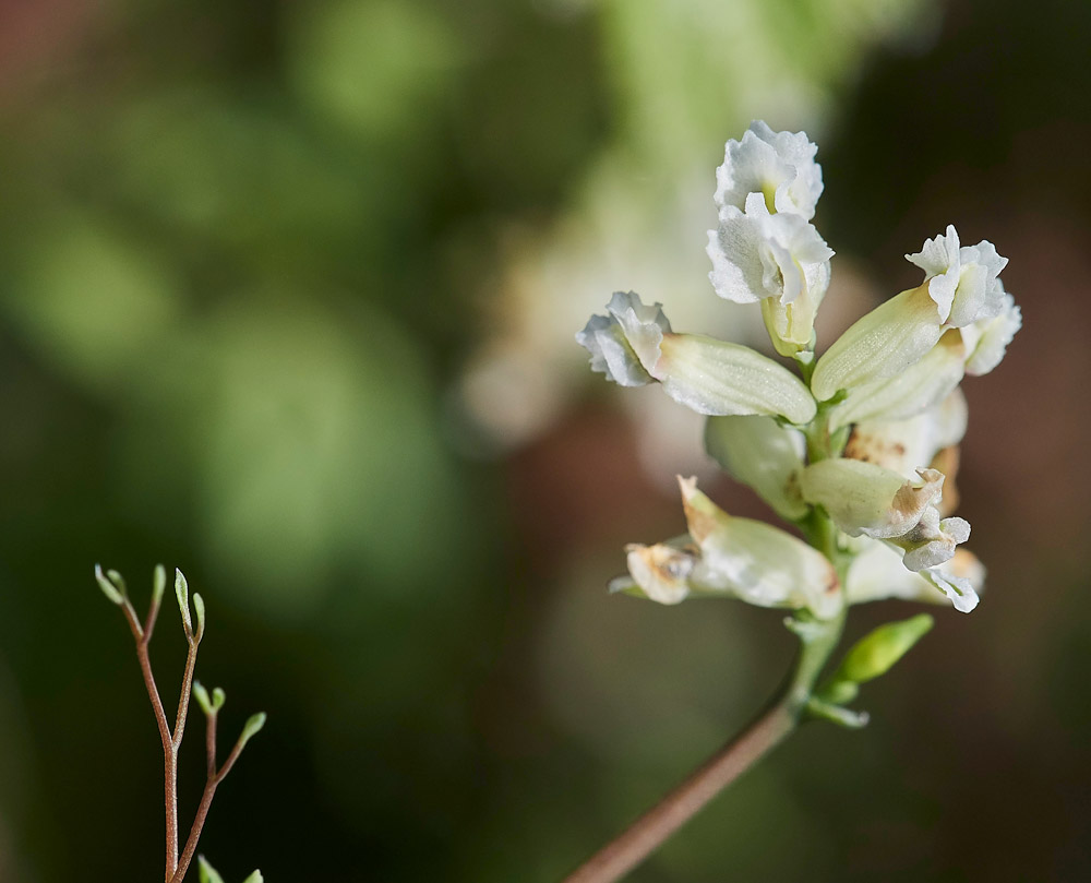 ClimbingCorydalis0904173