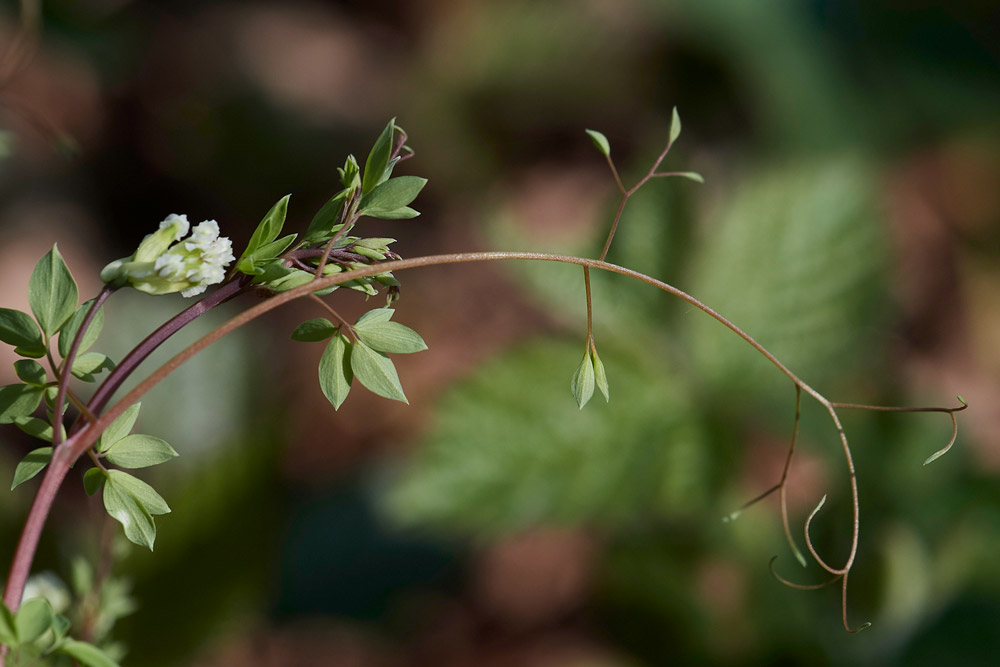 ClimbingCorydalis0904174