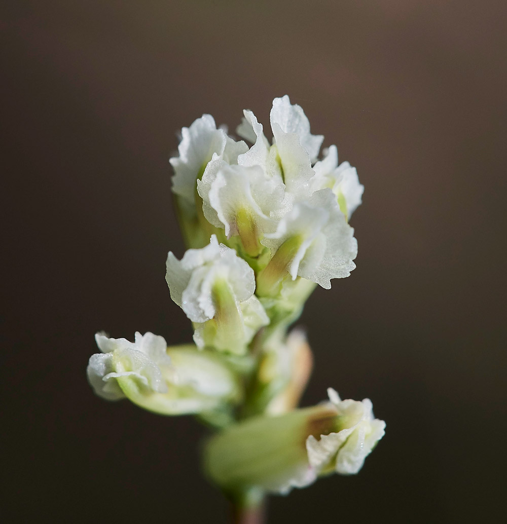 ClimbingCorydalis0904175