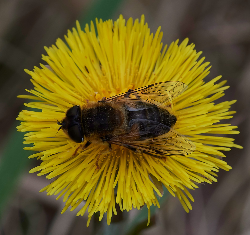 Coltsfoot05041713