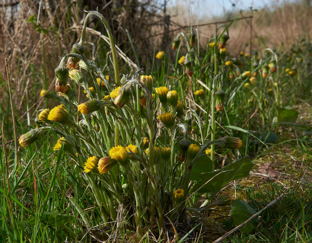 Coltsfoot05041720