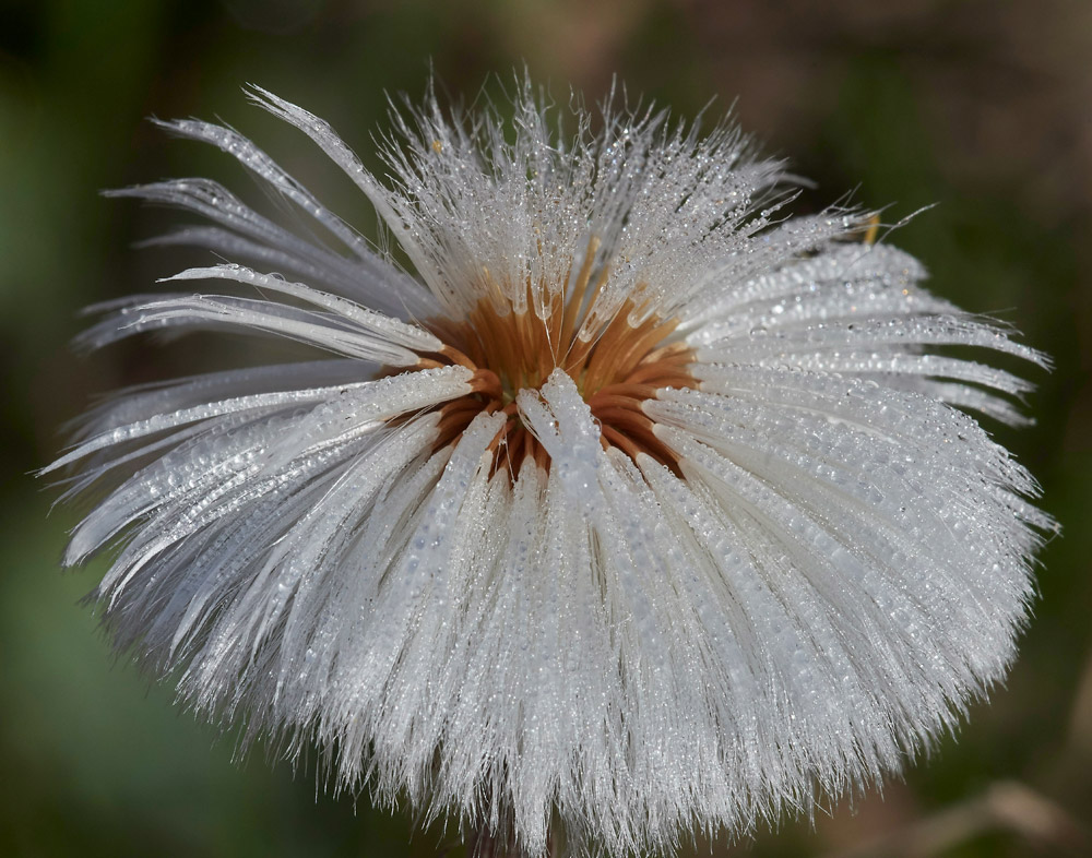 Coltsfoot0504177