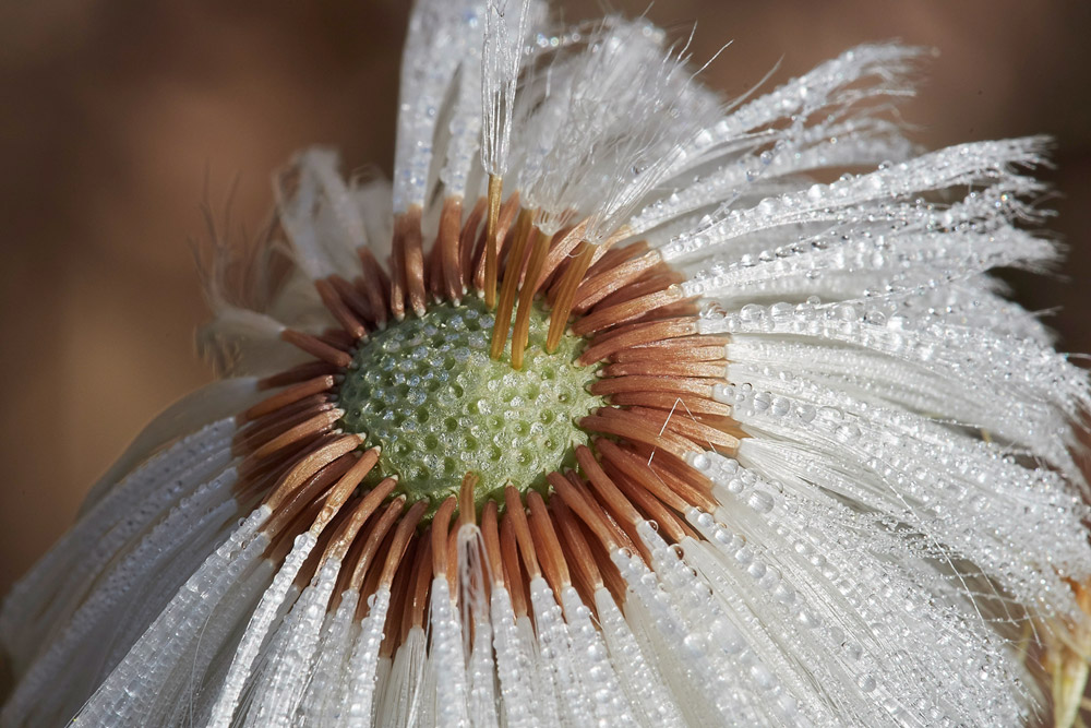 Coltsfoot0504178