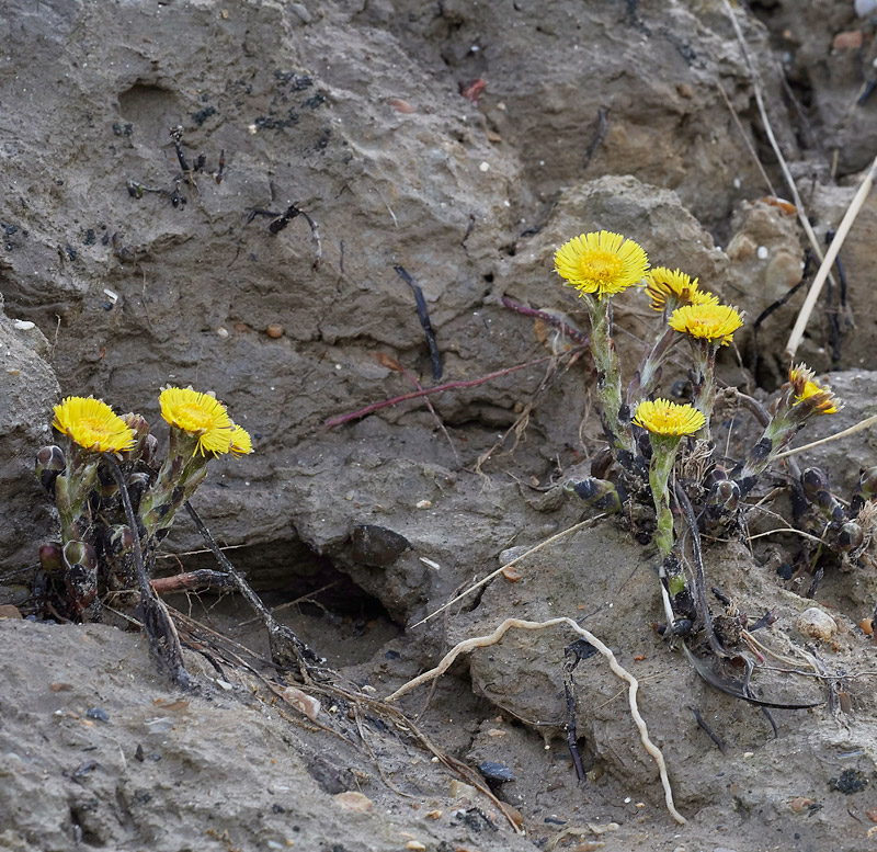 Coltsfoot0803173