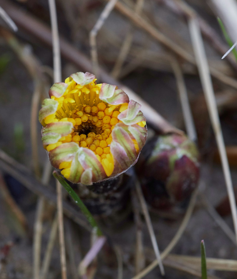 Coltsfoot0803174