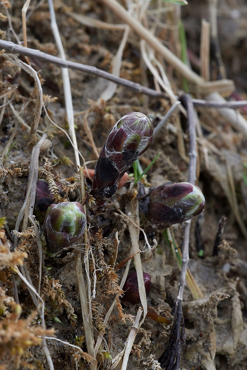 Coltsfoot0803176