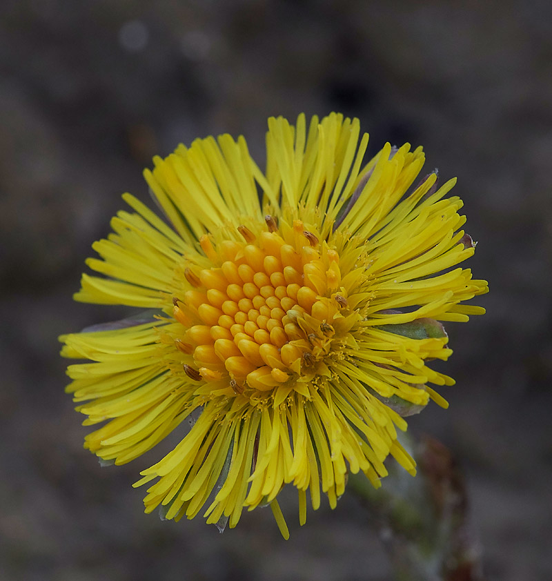 Coltsfoot0803178