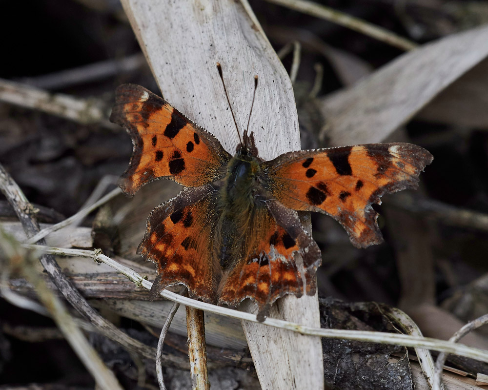 Comma050471