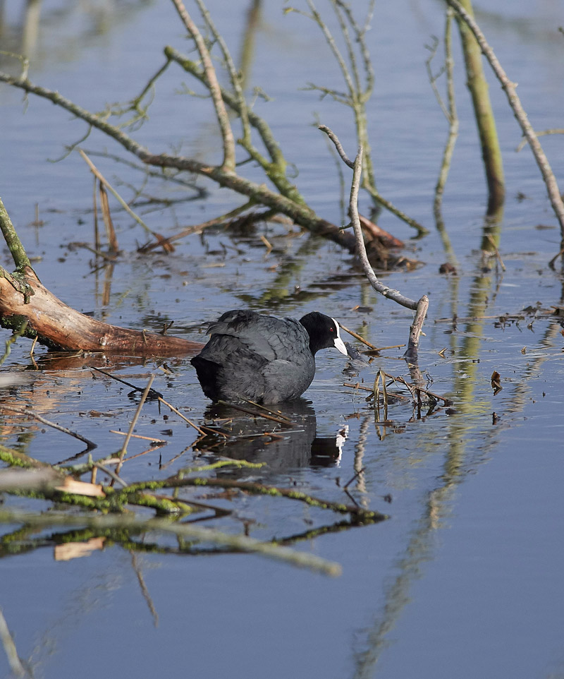 Coot2802172