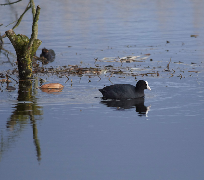 Coot2802173