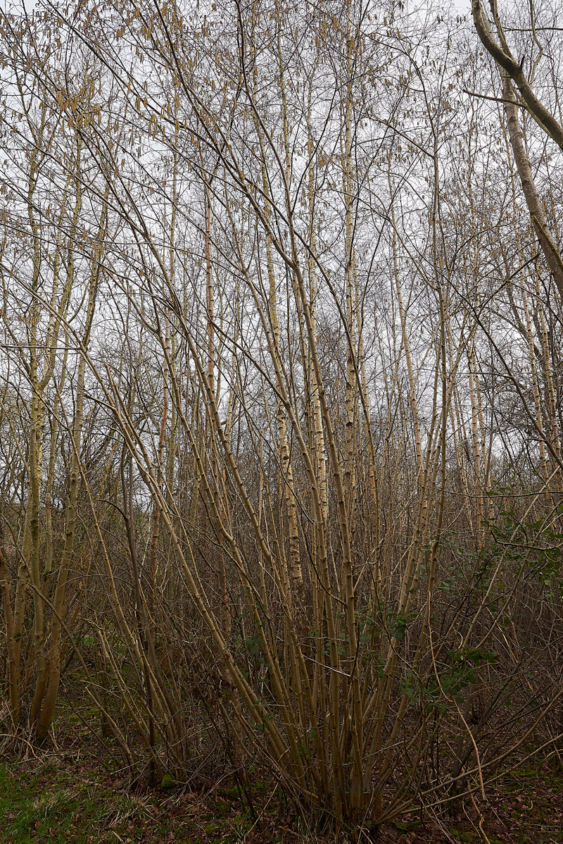 Coppice2402173