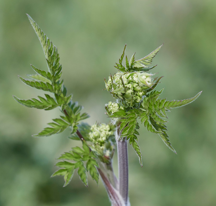 CowParsley0604171