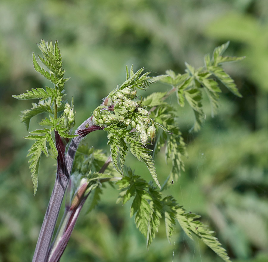 CowParsley0604172