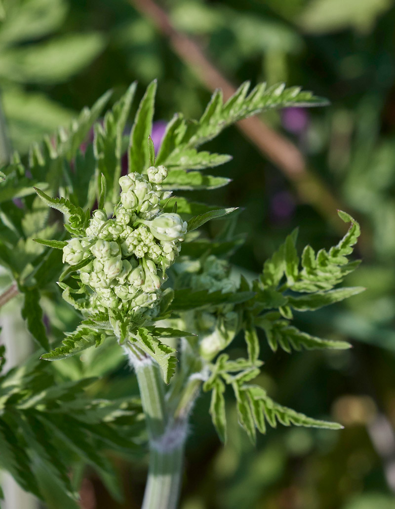 CowParsley0604173