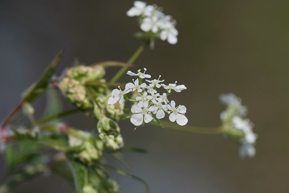 CowParsley0604174